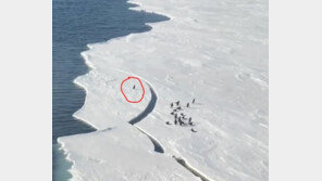 돌연 갈라진 빙하에 홀로 떨어진 펭귄의 선택은? (영상)