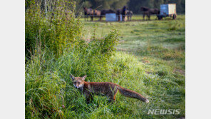 시골 도로서 英여성 시신 훼손된 채 발견…“여우에 먹힌 것으로 추정”