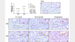 ‘코로나19’ 고령일수록 치명적·전파율 높아…동물실험 증명