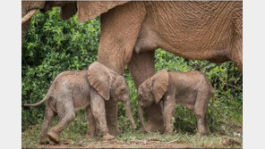 케냐서 1% 확률 뚫고 쌍둥이 코끼리 출생…“생존 확률 낮아”
