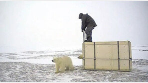 아기 북극곰 형제 600㎞ 걸어와…“먹이 준 사람 찾아왔어요”