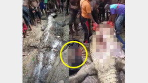 7m 악어 배 속에서 나온 30대의 청년 두 다리…주민들 ‘통곡’