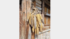 [고양이 눈]사라진 옥수수 알갱이