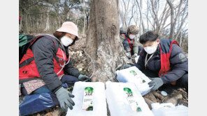 고로쇠 수액 채취작업 한창