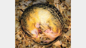 땅다람쥐의 길고 긴 겨울잠 비결은 ‘장내 미생물’