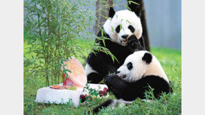 美中갈등, 50년전 ‘판다 외교’에 불똥 