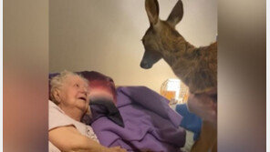 “아기사슴 밤비가 왔다” 말기환자 할머니 꿈 이뤄