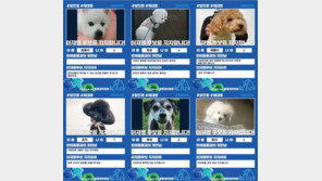 고민정 “흰둥이·초코도 이재명 지지한다”…이준석 “컨셉질”