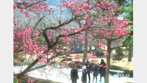 꽃망울 터뜨린 홍매화