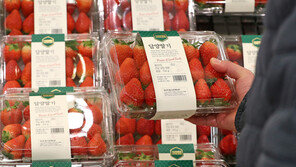 ‘금딸기’, 겨울 제철 맞았지만…높은 가격 탓에 1월 수출도 ‘뚝’