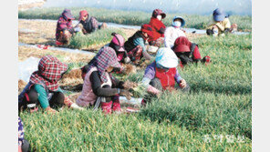 보성 쪽파 수확 분주