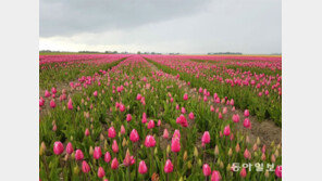 [바람개비]네덜란드 튤립 꽃밭