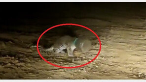 印, 플라스틱 통에 머리 낀 아기 표범 구조…“탈수·호흡 곤란”