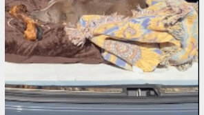 헤어졌던 주인과 12년 만에 재회한 유기견이 보인 반응[영상]