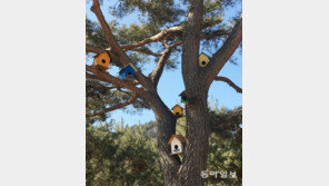 [고양이 눈]알록달록 새집