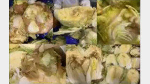 썩은 배추, 애벌레 알 가득…정부 지정 ‘김치 명인’ 알고보니