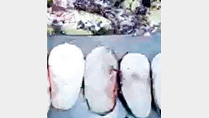 ‘김치명인’ 업체서 썩은 배추로 김치 만들어 파문