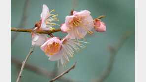 내일 봄 내음 느껴질까…서울 낮 9도 대구 13도 3월 초 날씨