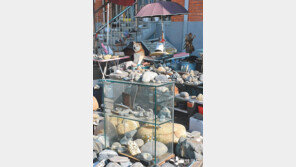 [고양이 눈]마당을 채운 돌