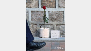 [고양이 눈]흰 연탄과 붉은 장미