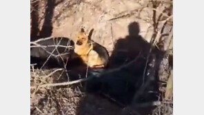 ‘살아도 죽어도 주인과 함께’…시신 지키는 우크라이나 반려견