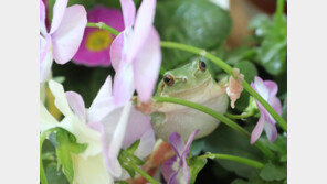 [날씨] 서울 11.1도·대구 15.2도…전국 맑고 포근