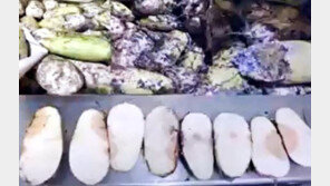 ‘썩은 배추’ 파문 김치명인, 자격 취소…“당사자 자진 반납”