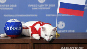 “고양이도 보이콧”…러 고양이, 국제 대회 참가 못 한다