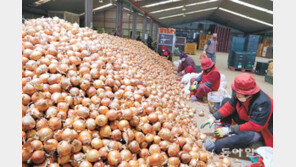 양파가격 하락에 출하 전 선별작업