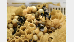 “양봉 20여년만에 처음”…전북서도 잠자던 꿀벌 실종에 망연자실