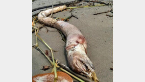 브라질 해변서 2m 괴생명체 죽은 채 발견…“해수욕 못 하겠다”