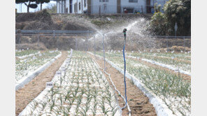 최악의 ‘겨울 가뭄’… 강수량 50년만에 최저 