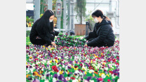 설레는 봄소식, 꽃으로 느끼세요