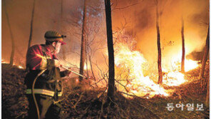 “여기 뚫리면 금강송 군락 위험”… 소방헬기 4대 뜨고 민관 총력전 