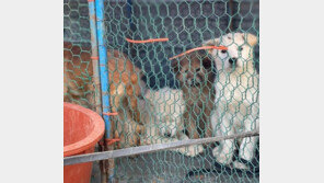 갇혀서, 방치돼서…산불현장 ‘못’ 떠나는 동물들