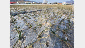 ‘49년 만에 최악’ 가뭄에 농업용수 공급 ‘비상’