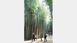 봄 기운 가득한 대나무 숲길 걷기