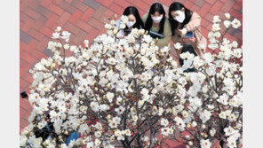 활짝 핀 목련… 오늘도 낮 14~20도로 포근