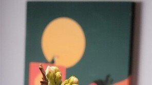 [고양이 눈]벚꽃 꽃망울