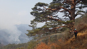 “금강송 지키자는 사명감으로” 바람-추위와 싸우며 지켜낸 대원들
