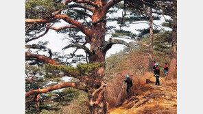 “20kg 호스 메고 산비탈 올라… 일주일 쪽잠자며 금강송 사수” 