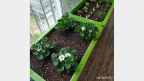 “채소 길러 먹는 재미 쏠쏠”…나도 아파트 텃밭농부