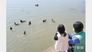 원앙 가족과 봄 나들이?