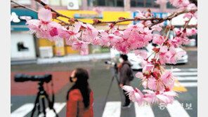 봄비에 꽃망울 터뜨린 벚꽃