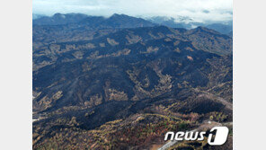 산불 피해, 토양 회복까지 무려 100년…역대급 피해 복구 부심