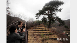 지리산 뱀사골 천년송