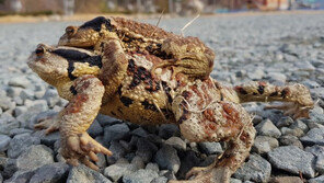 겨울잠 깬 두꺼비