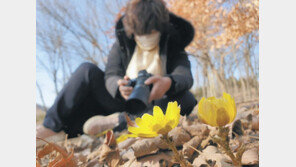 인천수목원서 피어난 봄의 전령 ‘복수초’