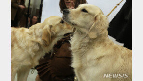 리트리버도 사납네, 개싸움 말리다 발목 부상-견주 고소