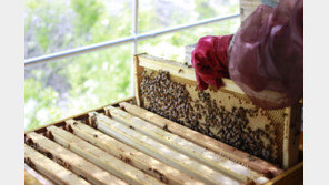 텅 빈 벌통, 꿀벌 ‘실종 사건’…양봉업계, 가격 폭등에 ‘벌벌’